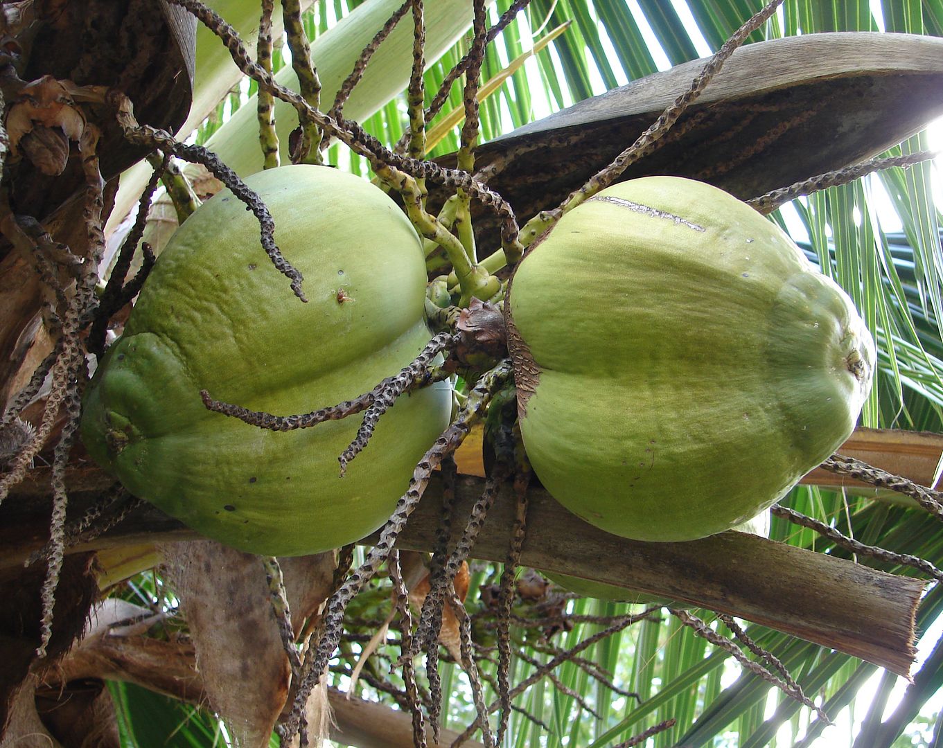 Polynesian Produce Stand : ~NUI LEKA~ Dwarf SAMOAN COCONUT Cocos ...