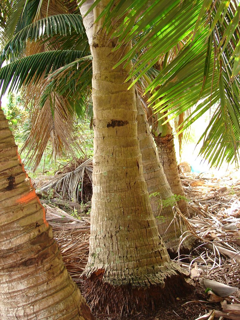 Live Sprouted Samoan Dwarf NIU Leka Coconut Palm Tree