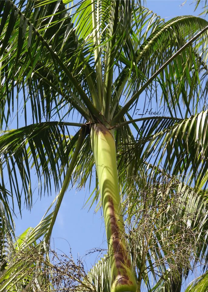 LIVE LARGE Samoa Palm Tree Clinostigma samoense 18+inch | eBay