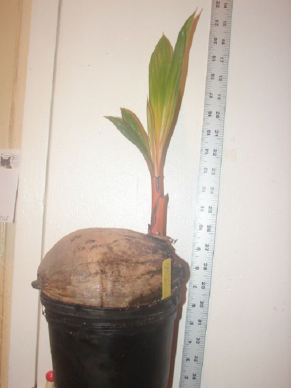 Live Plant Malayan Dwarf Golden RARE Coconut Palm Tree