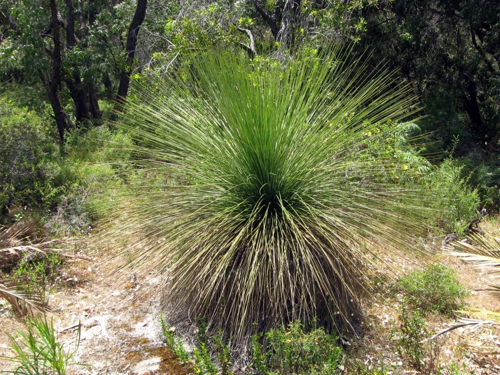 GULGADYA Live Aborigine Austral Grass Tree Outback Australian name ...