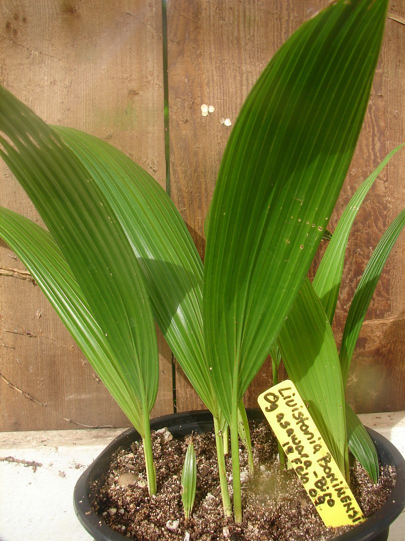 LIVE BLUE Japanese Fan Palm Seedling Ogasawara-Biro 15° | eBay