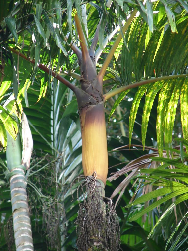 Polynesian Produce Stand : Pinanga CAESIA Palm Tree ~World's Most ...