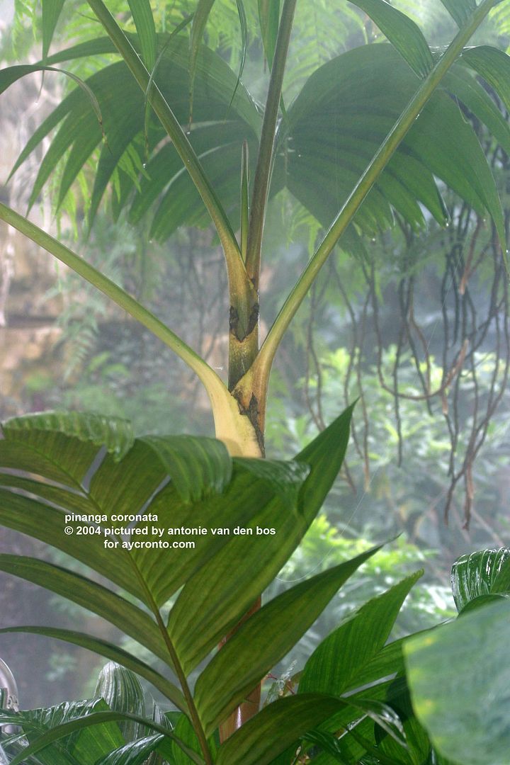 Worlds Most Colorful Palm~ Pinanga CAESIA RARE Palm Tree NICE 8 12in