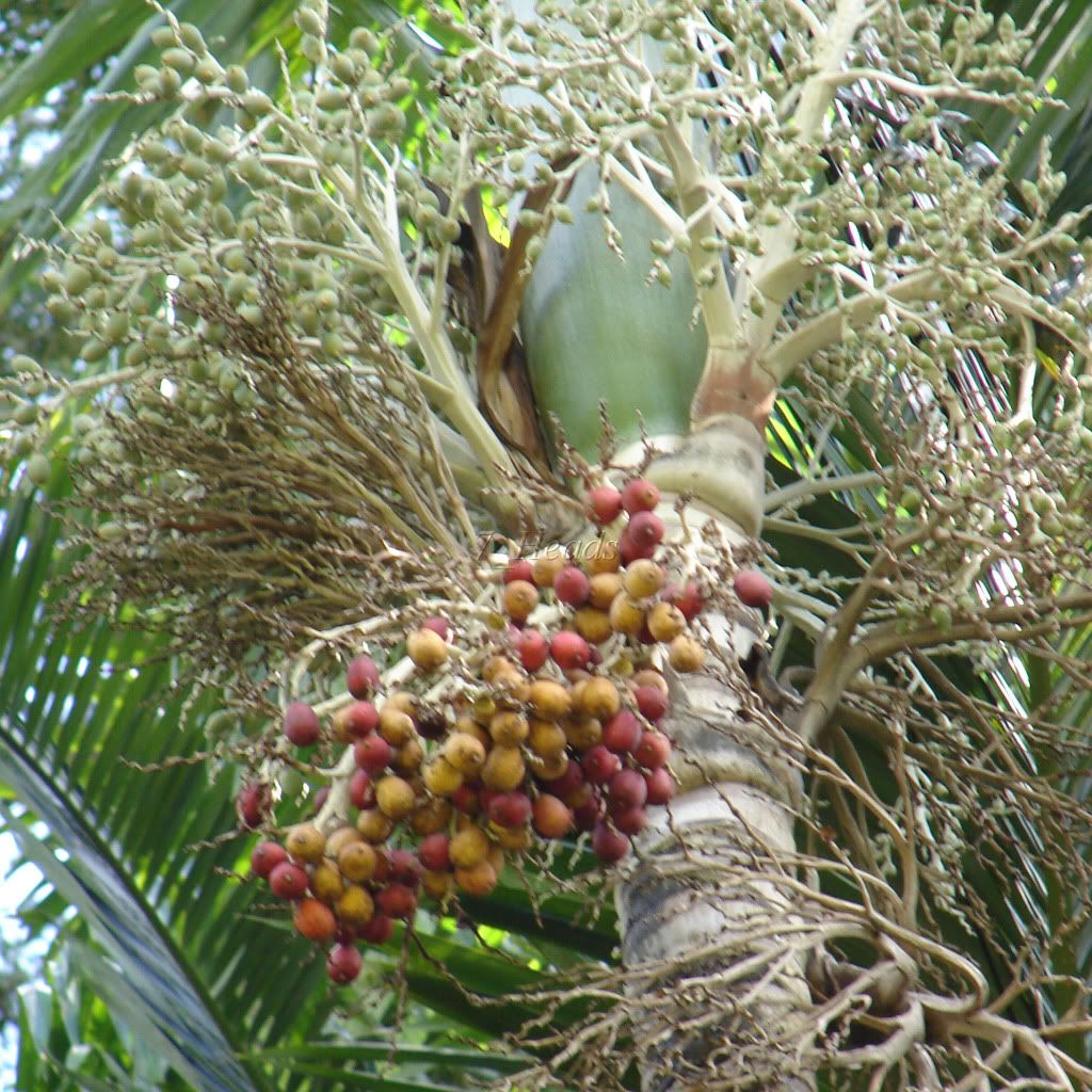 Nakoai Palm in Fruit