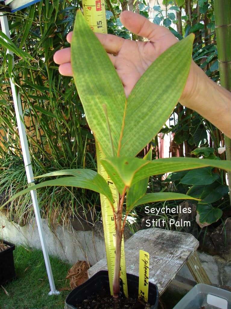   18 24 inch COLORFUL Seychelles Stilt RARE PALM Tree HUGE ENTIRE LEAF