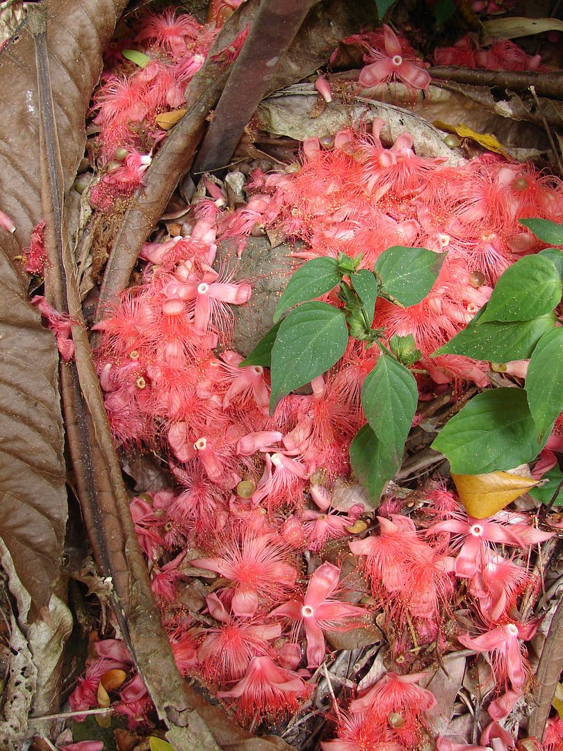   fruits dropped on the ground or spread by bats. picture by 7_Heads