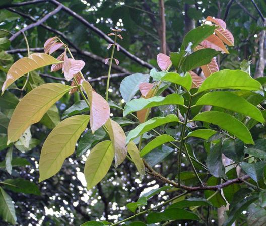 Aglaia argentea is a species of plant in the Meliaceae (Mahogany