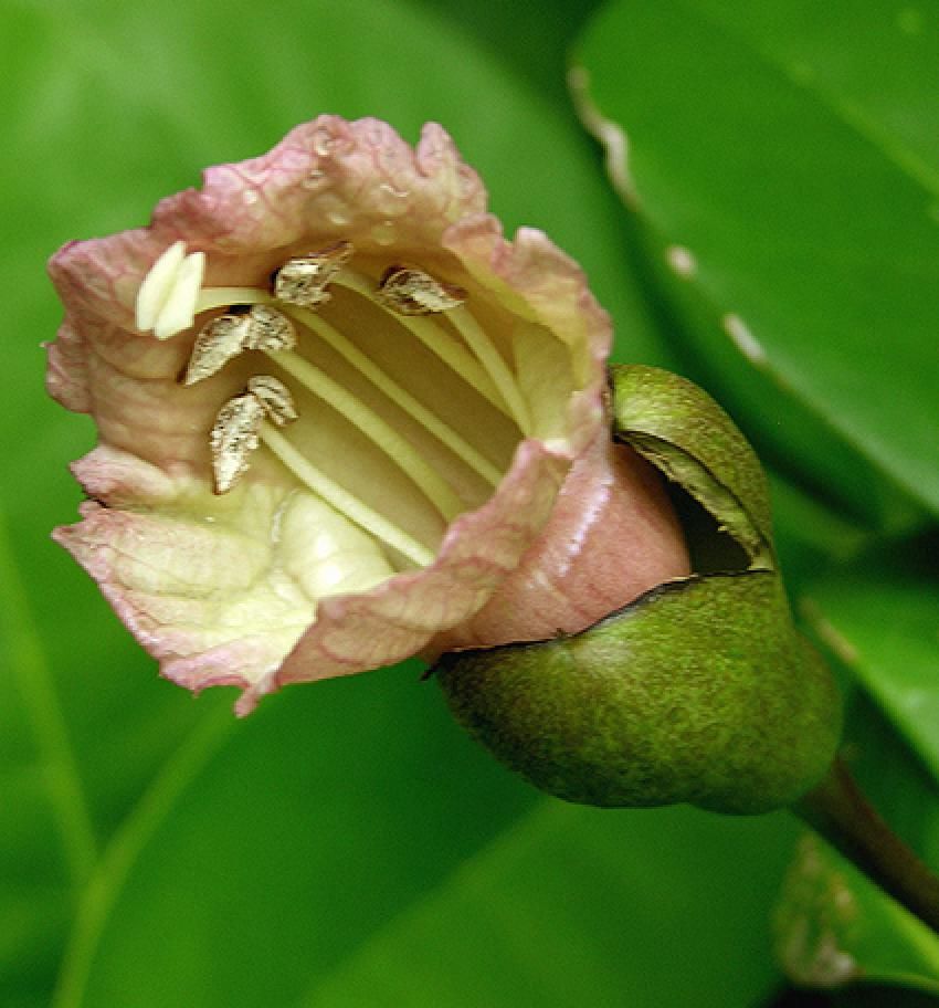 Exotic Black Calabash Gourd Fruit Tree 4 Seeds Amphitecna Latifolia 