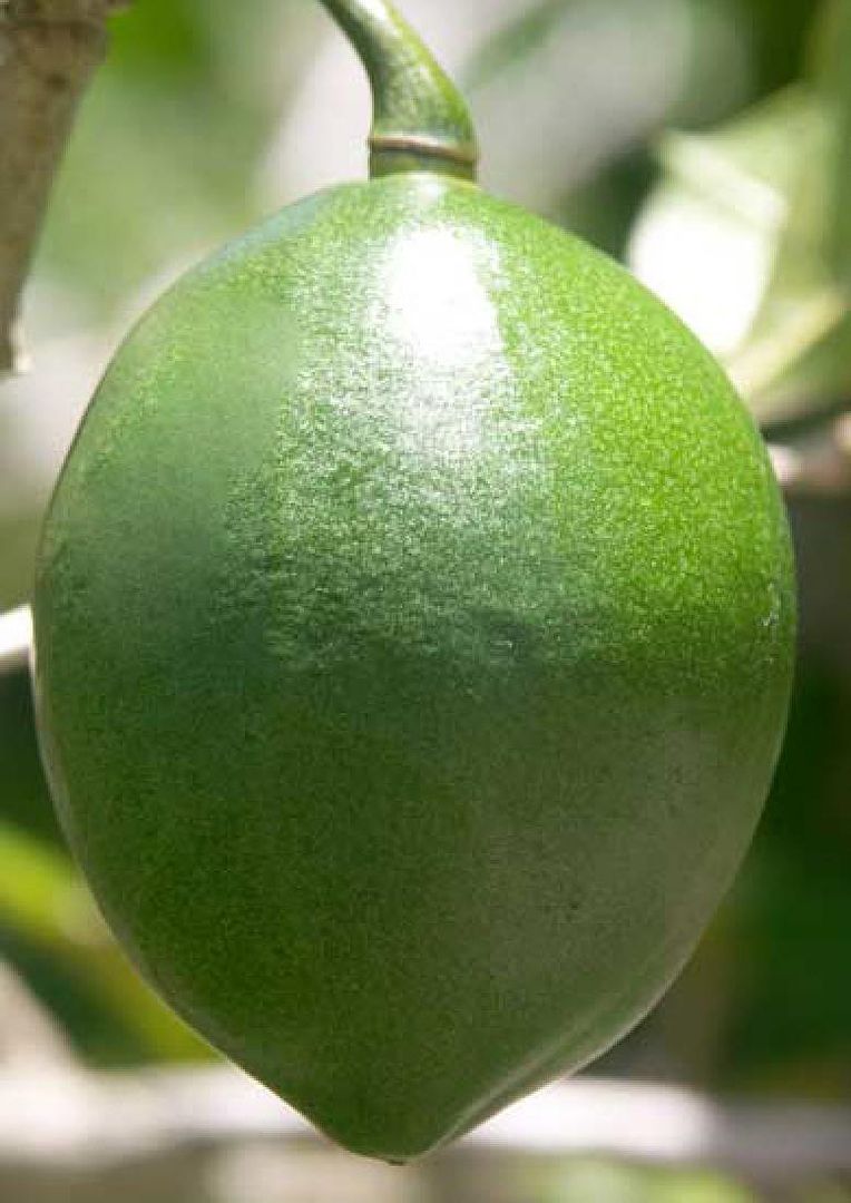 Exotic Black Calabash Gourd Fruit Tree 4 Seeds Amphitecna Latifolia 