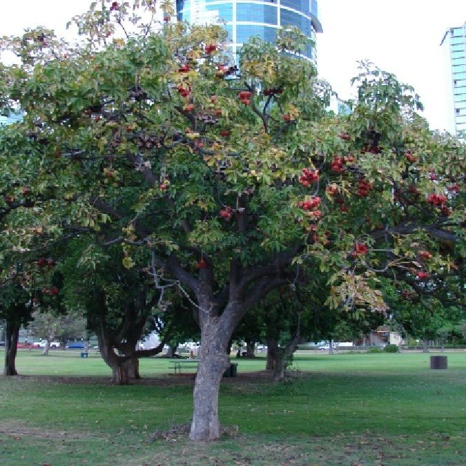 this tree has smooth grayish white bark and a fibrous