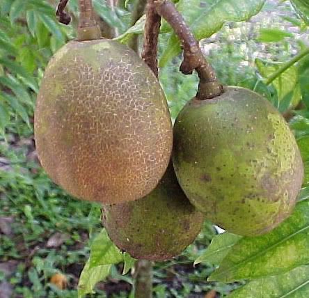  fruits. Otaheite Apple, is an tropical fruit tree, with edible fruit 