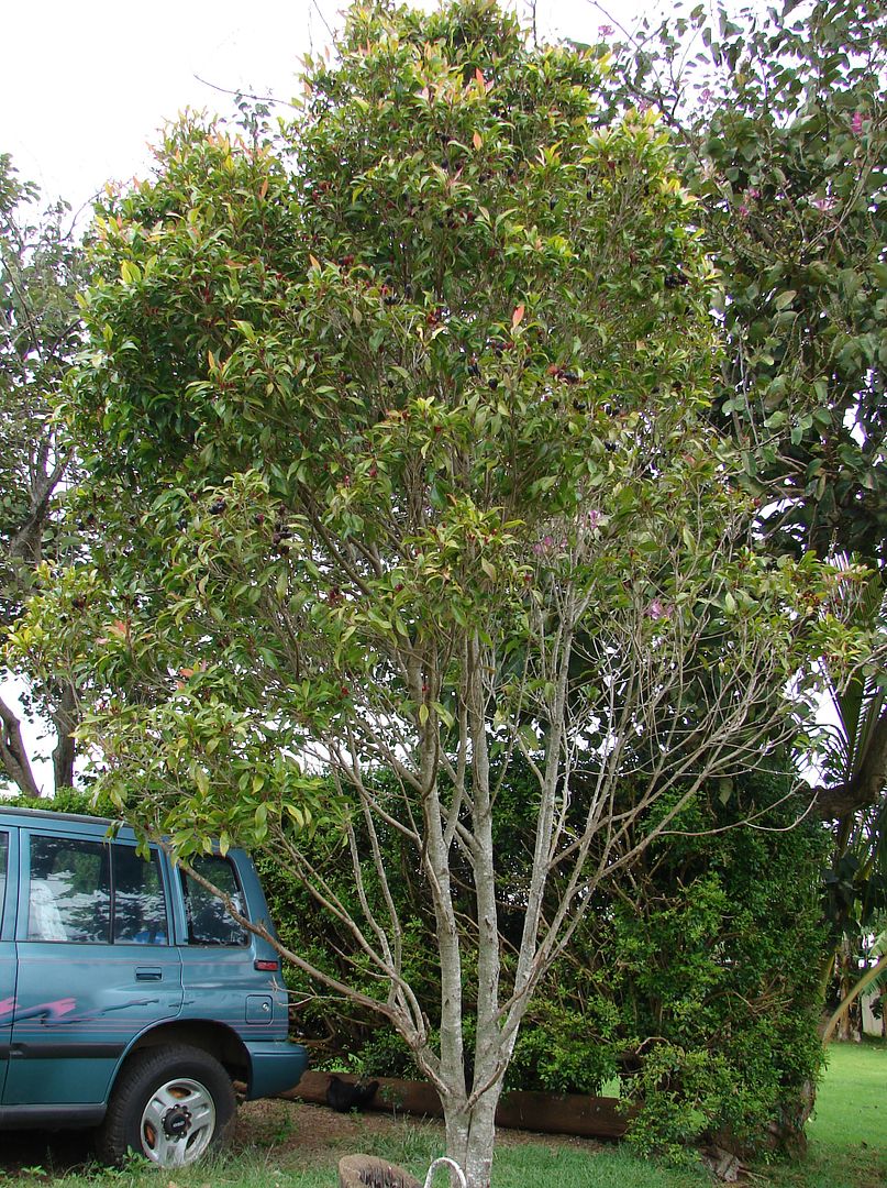 Polynesian Produce Stand Clove Aromatic Ancient Spice Tree Kretek