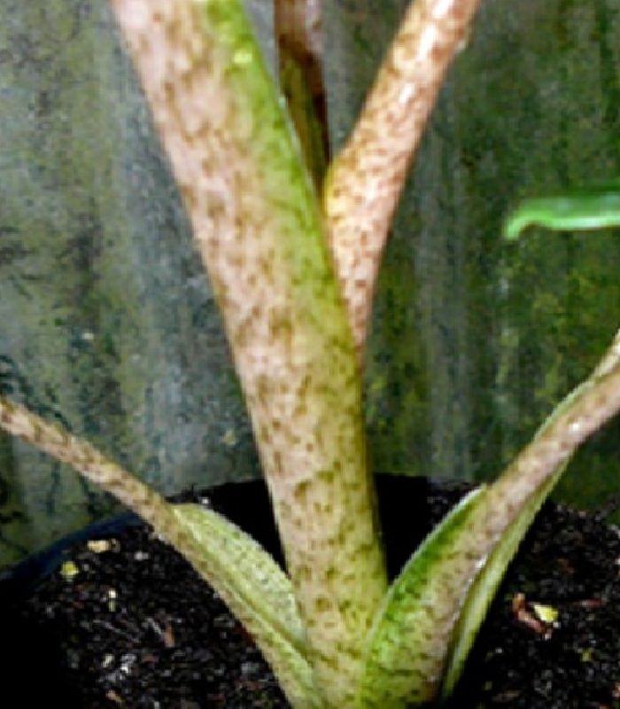 SNAKESKIN STEMS Alocasia BOA Live Sm Plant ELEPHANT EAR  