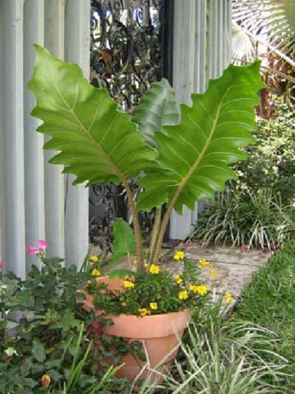 SNAKESKIN STEMS Alocasia BOA Live Sm Plant ELEPHANT EAR  