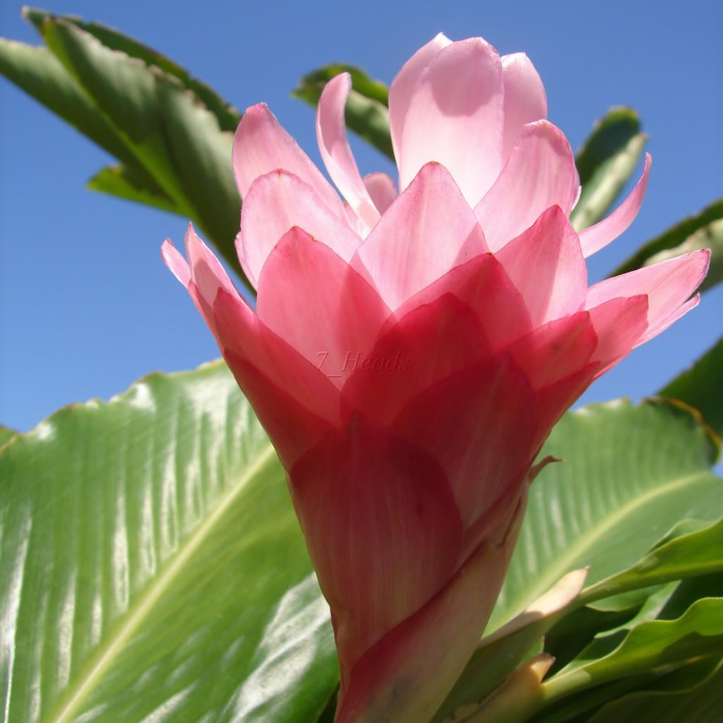 Pink Ginger Plant Jungle Princess Alpinia Purpurea Pink 