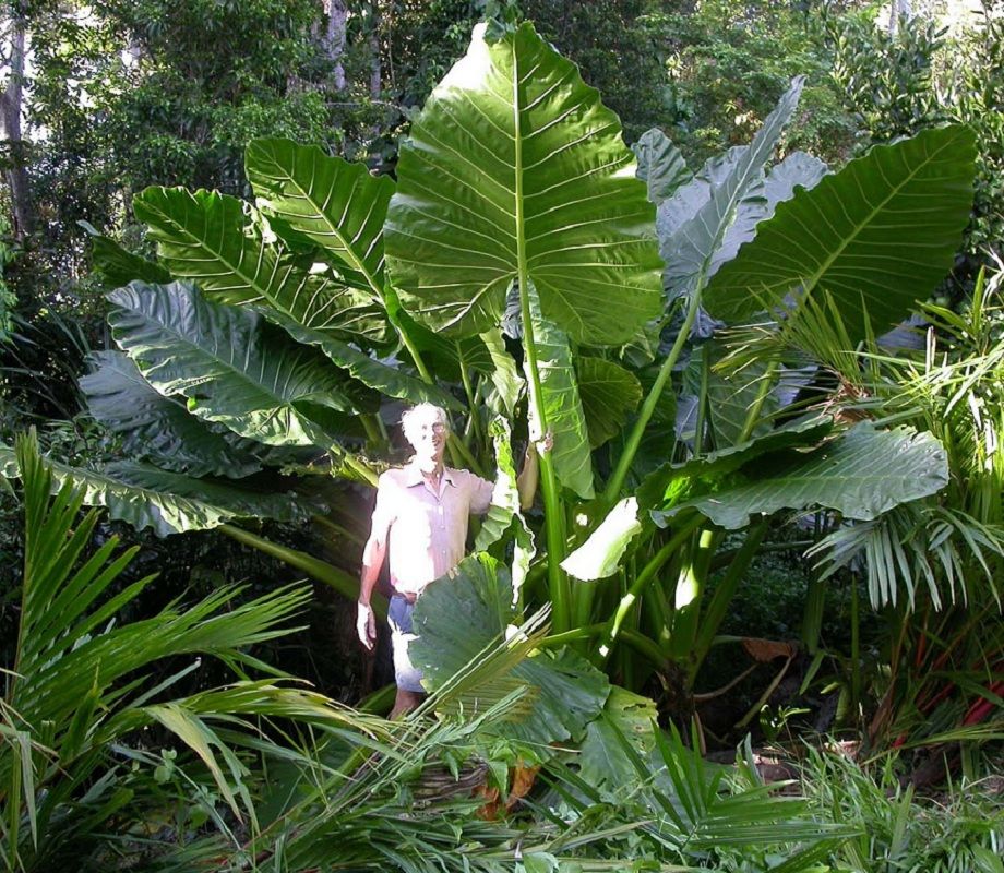 Polynesian Produce Stand : SNAKESKIN STEMS Alocasia BOA Live Sm Plant ...