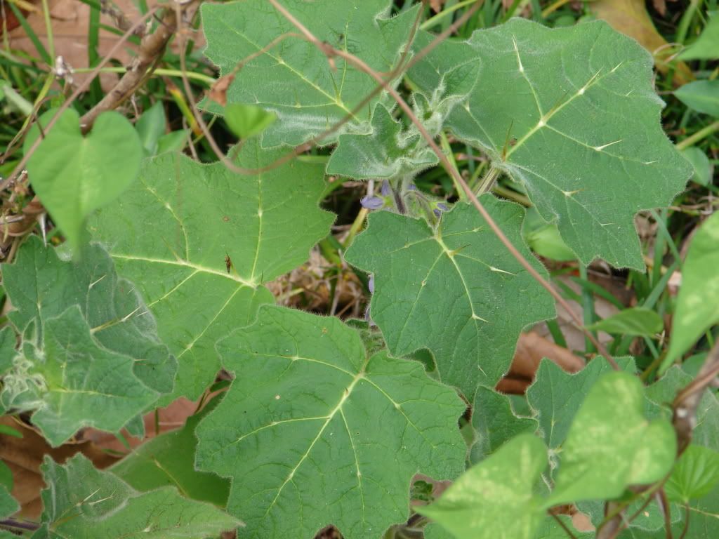 large fuzzy leaves have purple veins and are covered with velvety hair 