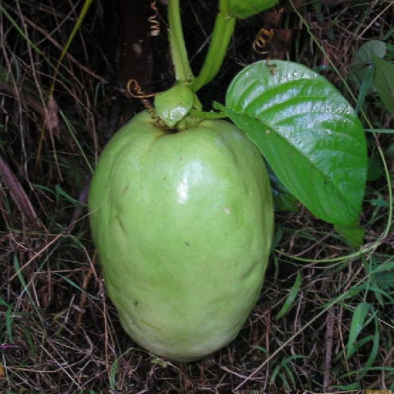 Live Plant Giant Tumbo Grenadilla Vine Passion Fruit Passiflora 