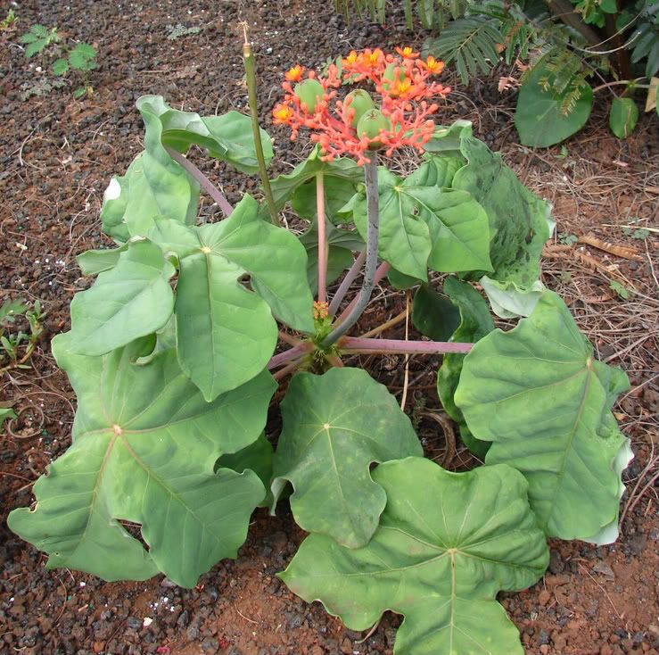 Live Jatropha Podagrica Seedling Buddha Belly Plant Goutystalk 