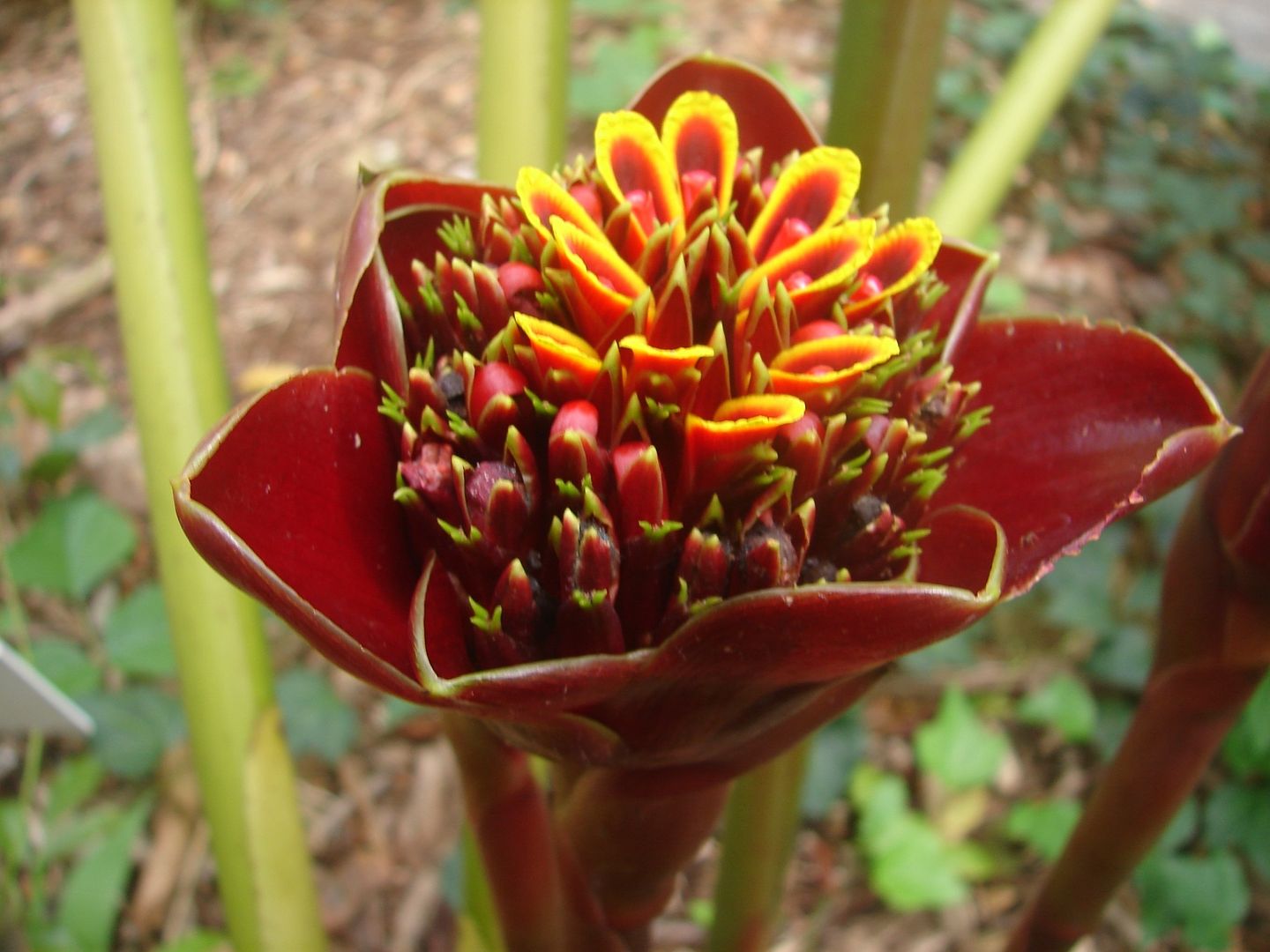 Etlingera hemisphaerica