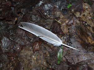 https://i262.photobucket.com/albums/ii116/e-skimo/Feather_by_Mauro_Liberte.jpg