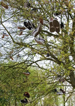 https://i262.photobucket.com/albums/ii116/e-skimo/The_shoe_tree_by_Citruspers.jpg