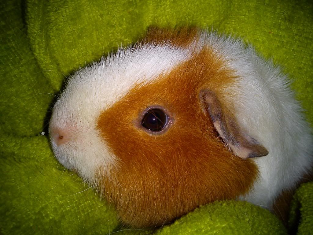 DSC00187.jpg