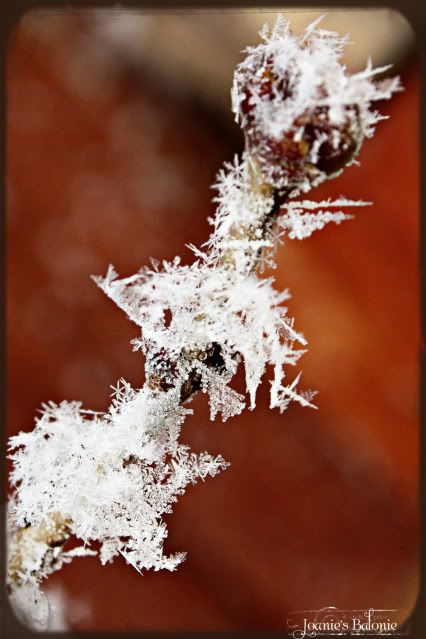 hoar frost