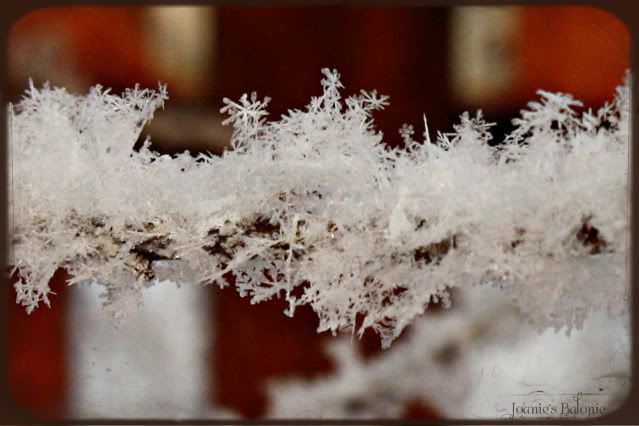 hoar frost closeup 1