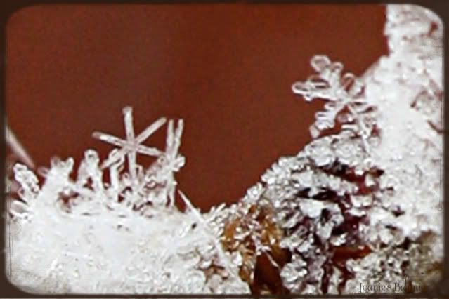 hoar frost closeup 2