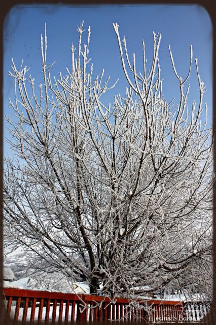 hoar frost tree